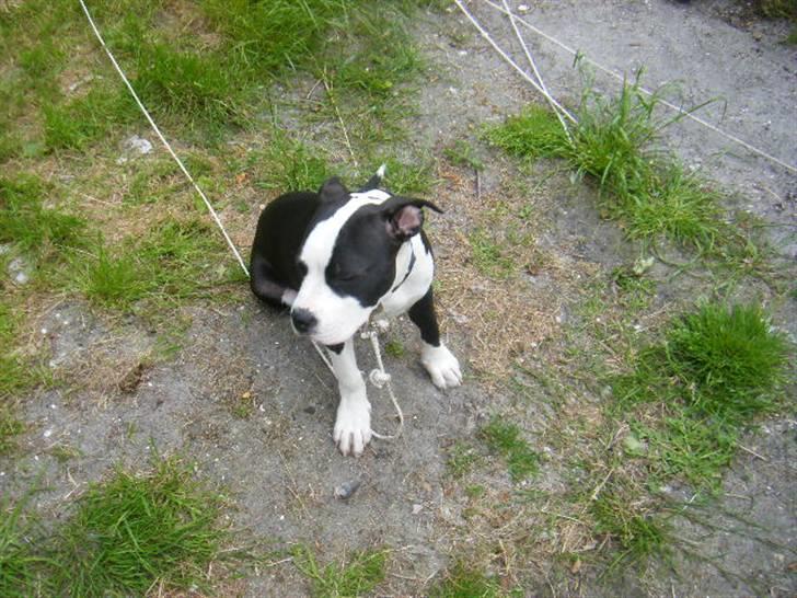 Amerikansk staffordshire terrier Black Storm Long Step RIP - jeg sidder lige her og slapper lidt billede 6