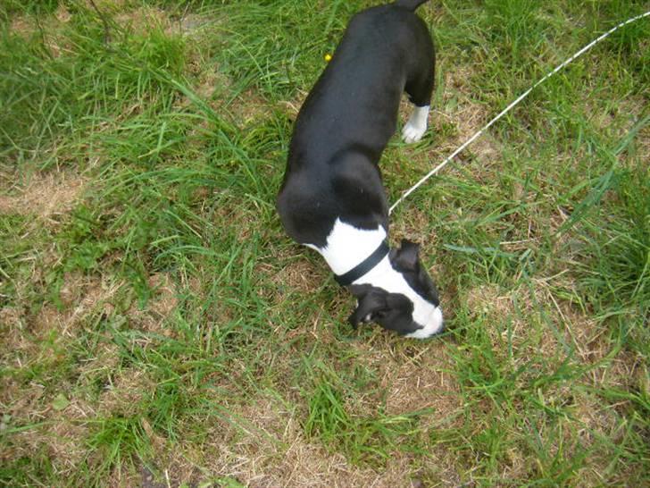 Amerikansk staffordshire terrier Black Storm Long Step RIP - snuuuuus billede 7