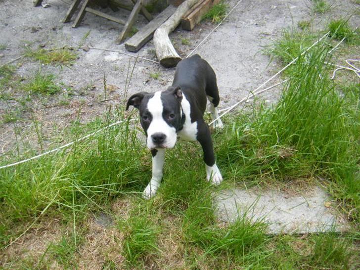 Amerikansk staffordshire terrier Black Storm Long Step RIP - jeg er fin ikk :) billede 8