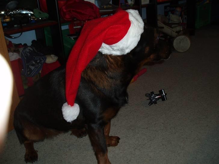 Blanding af racer Tulle(aflivet) billede 15