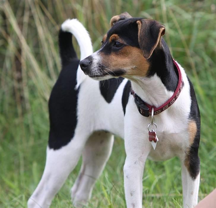 Dansk svensk gaardhund Pixel  <3 - 9 August billede 16