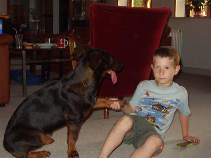 Blanding af racer Tulle(aflivet) billede 16