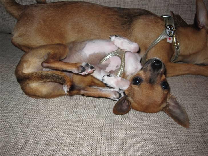Chihuahua *~ Shika ~* R.I.P - Uumm, en god stilling! :*) billede 19