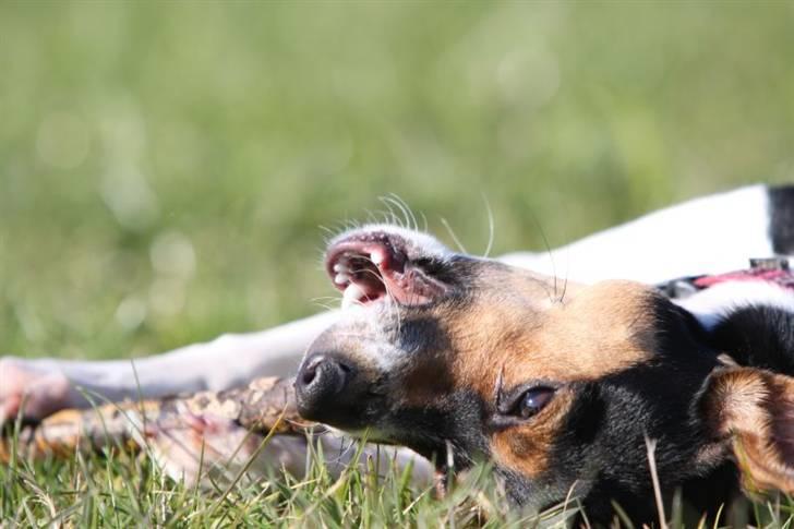 Dansk svensk gaardhund Pixel  <3 - 18 Oktober 2009 billede 17