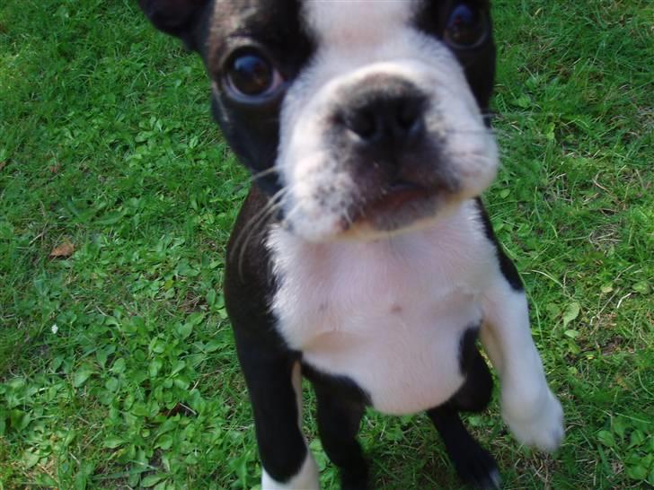 Boston terrier Topper billede 6