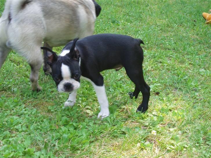 Boston terrier Topper billede 7