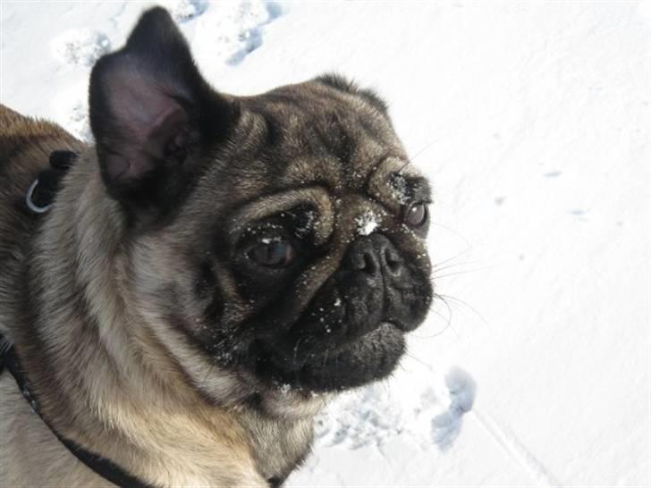 Mops Beastie - Dejligt med frisk luft og snevejr! billede 6