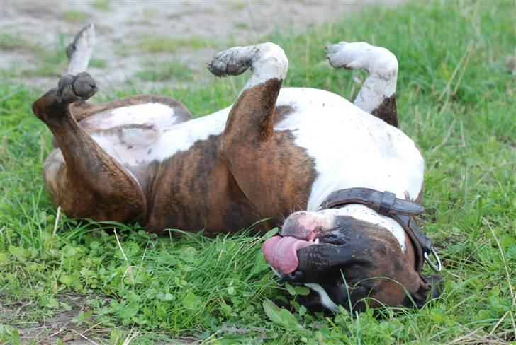 Amerikansk staffordshire terrier Basse billede 15