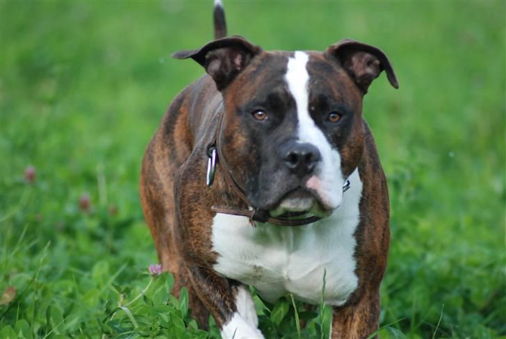 Amerikansk staffordshire terrier Basse billede 16