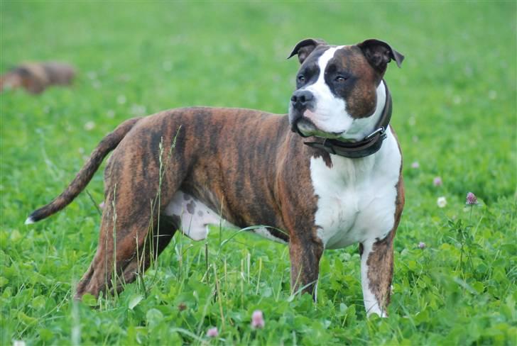 Amerikansk staffordshire terrier Basse billede 17
