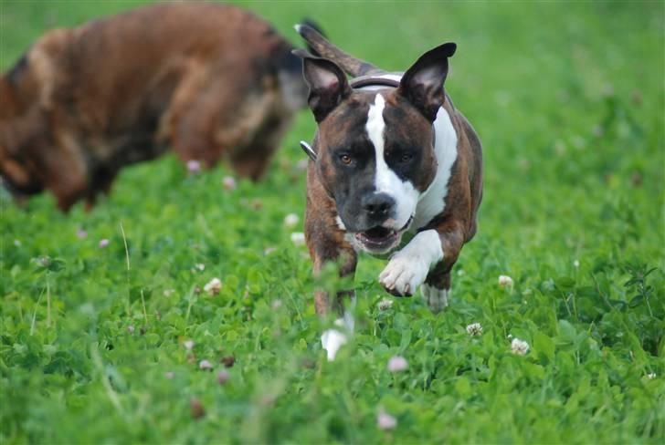 Amerikansk staffordshire terrier Basse billede 18