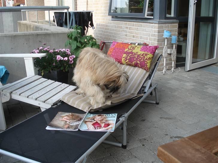 Pyrenæisk hyrdehund Coco billede 16