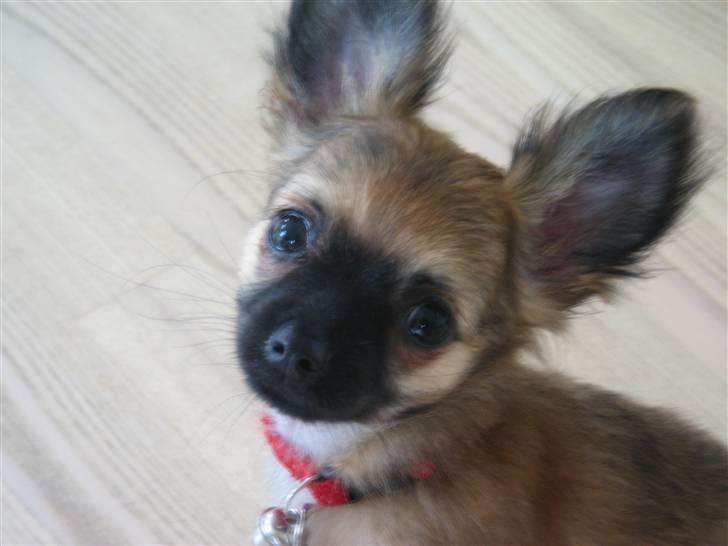 Chihuahua Signe billede 10