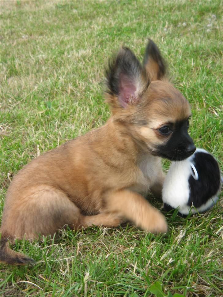 Chihuahua Signe billede 11