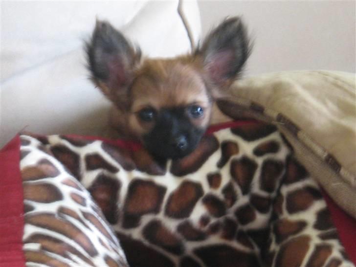 Chihuahua Signe billede 12