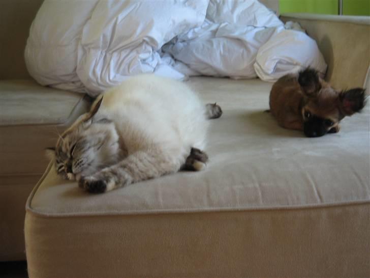 Chihuahua Signe - Hmm.. mon hun vil lege med mig...?? billede 13