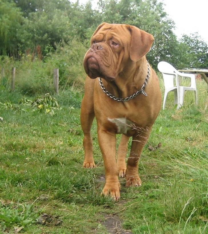 Dogue de bordeaux J'adore - 19 måneder gammel billede 14