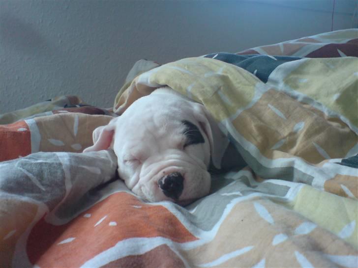 Amerikansk bulldog Mizya billede 16