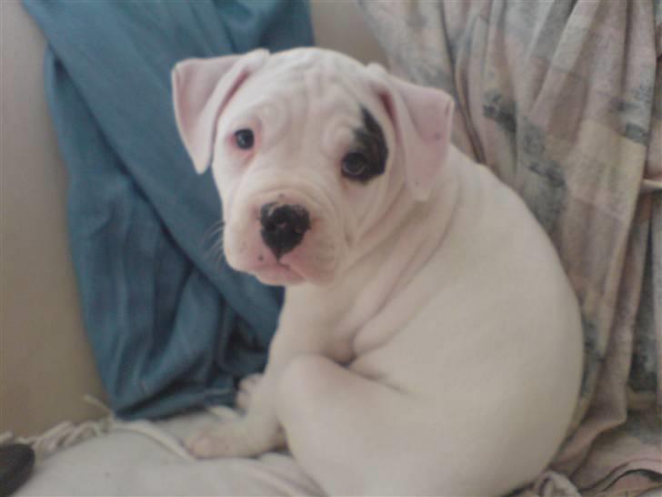 Amerikansk bulldog Mizya billede 17