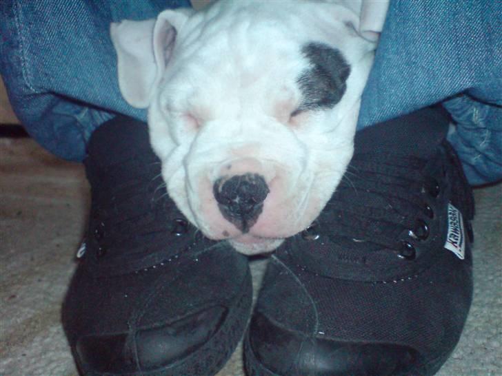 Amerikansk bulldog Mizya billede 20