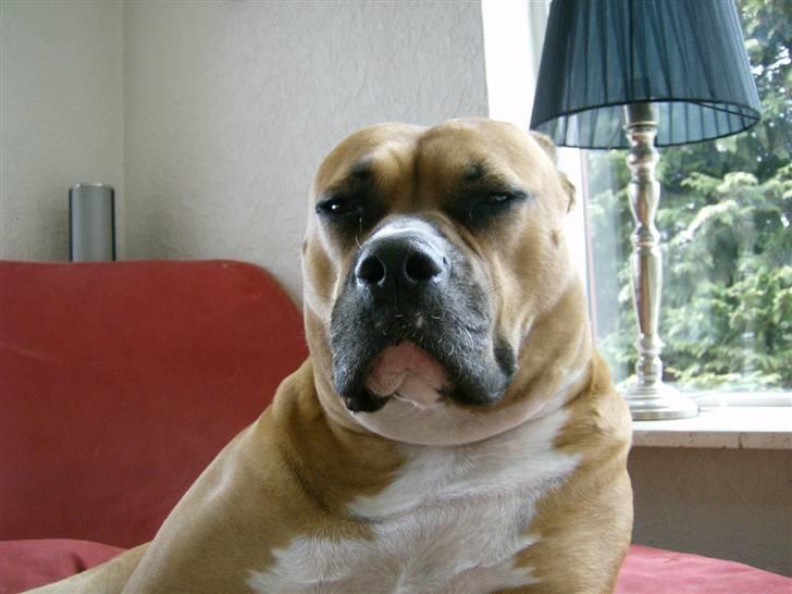 Blanding af racer Lola - fornærmet hmm.. billede 20