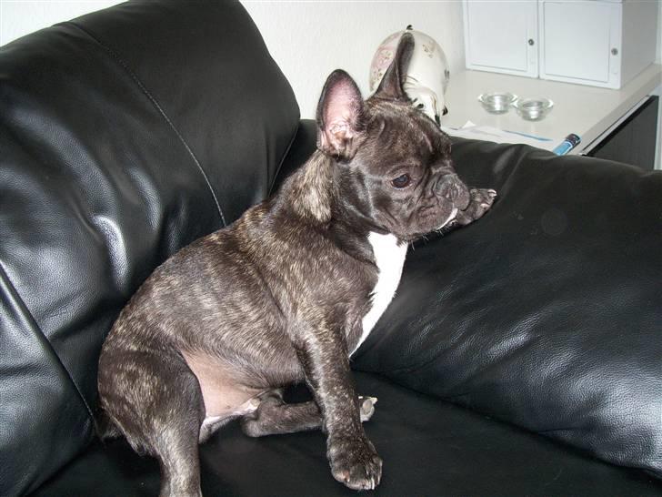 Fransk bulldog Spike Bouledogue Français - Shh.... Jeg ser fjernsyn! billede 10