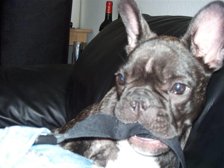 Fransk bulldog Spike Bouledogue Français - Hvis jeg nu tar fars nøgler, så slipper de aldrig for mig. Hæhæ billede 11