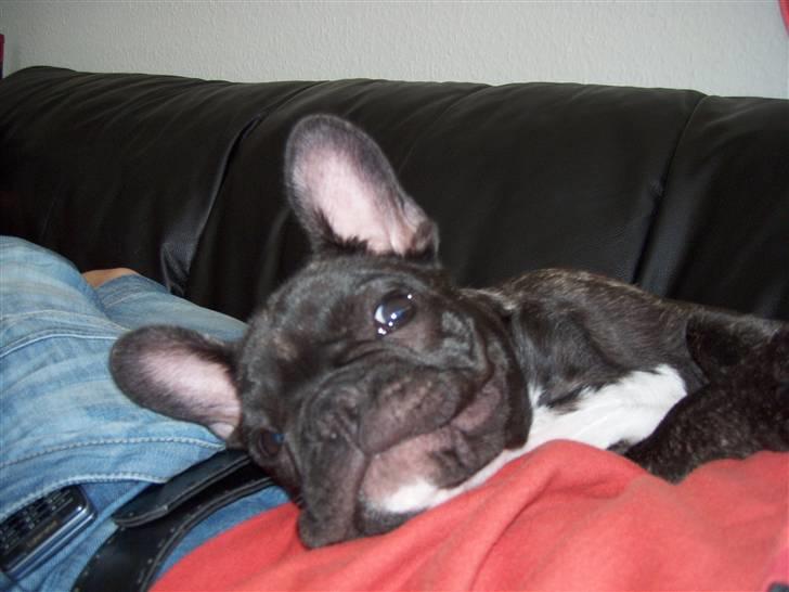 Fransk bulldog Spike Bouledogue Français billede 12