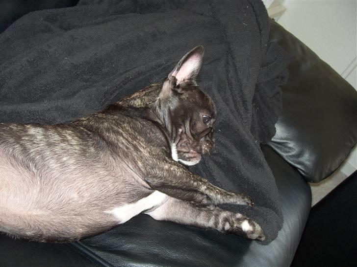 Fransk bulldog Spike Bouledogue Français - Det er sjovt at lege med tæppet billede 13