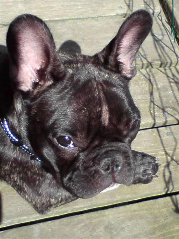 Fransk bulldog Spike Bouledogue Français - UHHA her ligger man godt og nyder solen billede 14