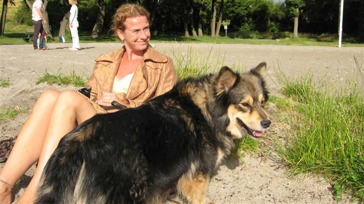 Finsk lapphund Lapinlempi Mille billede 5