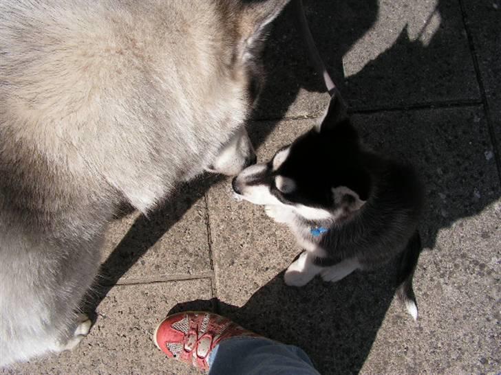 Siberian husky Dina - Her hilser jeg på min nye "far" for første gang. billede 2