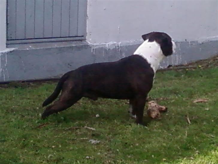 Staffordshire bull terrier Carlos billede 15
