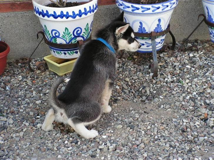 Siberian husky Dina - Kun 8 uger og ved allerede at jeg skal gå udenfor billede 4