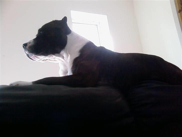 Staffordshire bull terrier Carlos billede 16