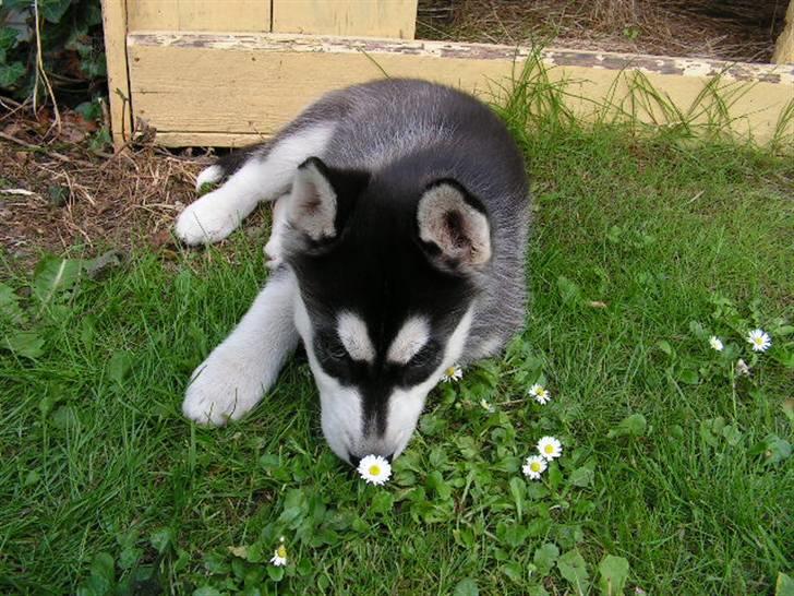 Siberian husky Dina - På opdagelse i min nye have billede 6