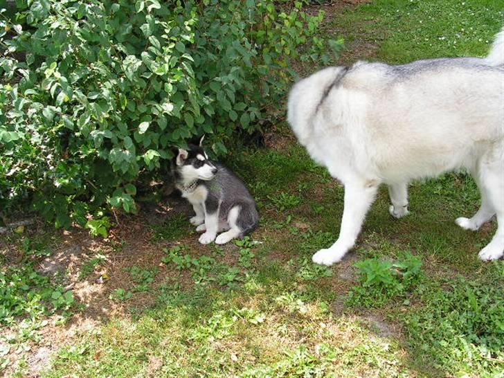 Siberian husky Dina - Han er godt nok stor ham min nye "far". billede 7