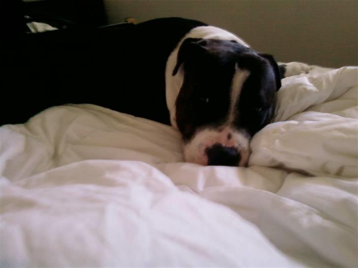 Staffordshire bull terrier Carlos billede 17