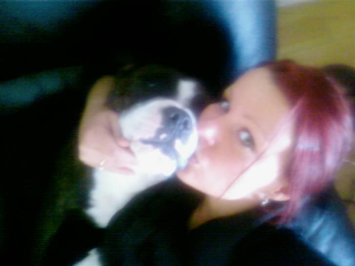 Staffordshire bull terrier Carlos - Moar, altså.... billede 18