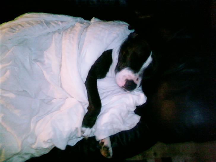 Staffordshire bull terrier Carlos - Godnat.....zzzzz billede 19