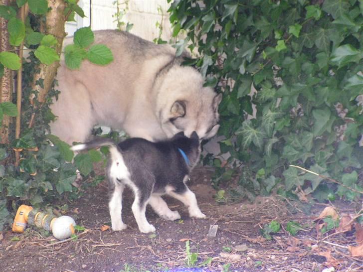 Siberian husky Dina - Her hjælper jeg min "far" med at grave huller i vores have. billede 10