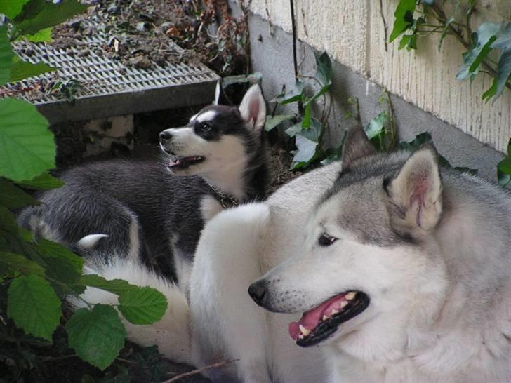 Siberian husky Dina - Så fik vi gravet et dejligt køligt hul. Nu hygger vi os rigtigt.  billede 11