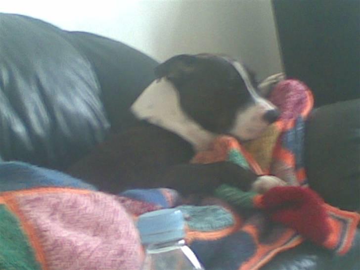 Staffordshire bull terrier Carlos - årh, det er godt at putte med far.... billede 20