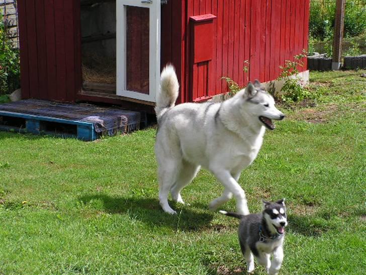 Siberian husky Dina - Jeg er hurtigere end min "far". Vi spæner rundt i den store have og har det sjovt. billede 12