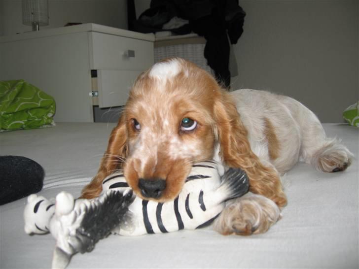 Cocker spaniel Buster billede 1