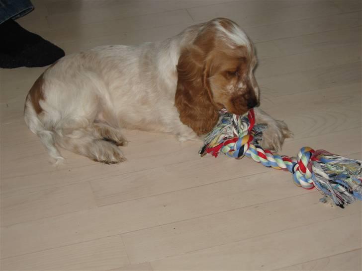Cocker spaniel Buster - Busters første stykke legetøj billede 2