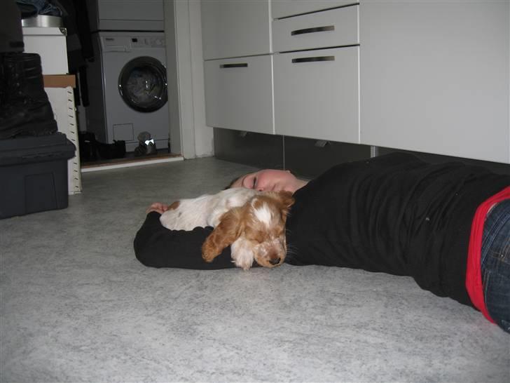 Cocker spaniel Buster - Både mor og Buster trætte efter vi har leget billede 3