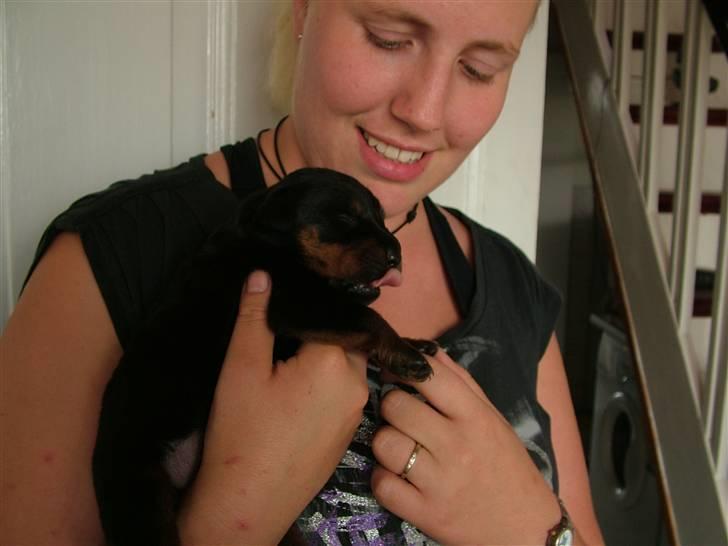 Rottweiler Qato - 06.07.09 Qato ved mor... Næsten fået øjn. billede 5