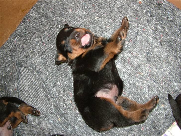 Rottweiler Qato - Hårdt at være hvalp billede 6