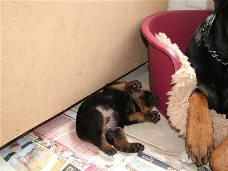 Rottweiler Qato - Gået kold efter frokosten billede 7